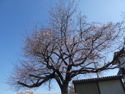 春を告げる江田駅前の桜　今年の開花は早すぎる
