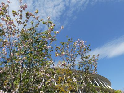 国立競技場の八重桜
