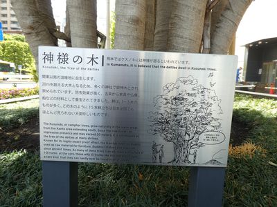 青山一丁目Honda前　神様の木（くすのき）
