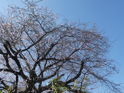 春を告げる江田駅前の桜　今年の開花は早すぎる
