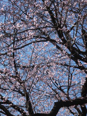 春を告げる江田駅前の桜　今年の開花は早すぎる
