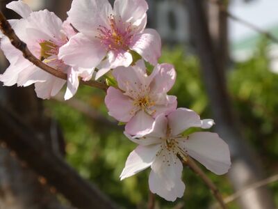 桜が咲いている
