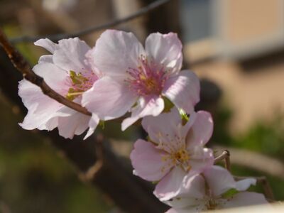 桜が咲いている
