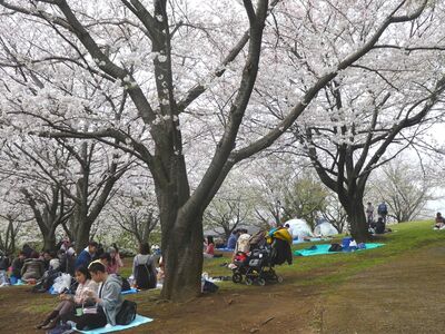 都筑中央公園
