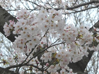 都筑中央公園
