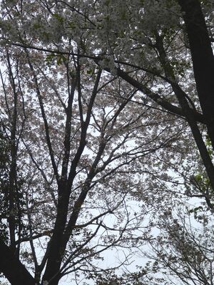けやきが丘の大島桜
