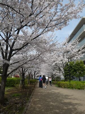都筑小学校校門前の桜並木
