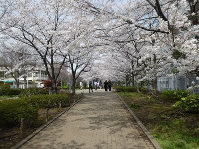 都筑小学校校門前の桜並木

