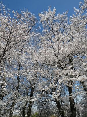 八幡山公園
