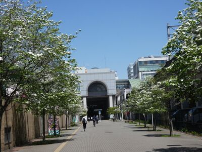 センター北駅前（みずきの花）
