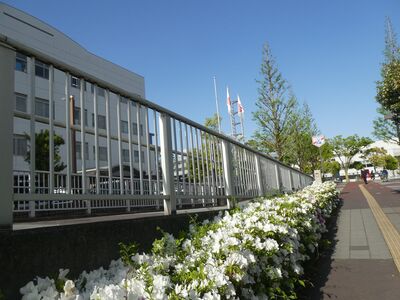 都築総合庁舎前つづじの花
