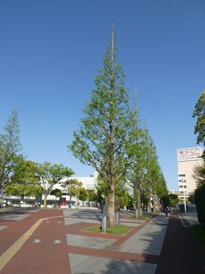 都築総合庁舎前メタセコイヤ並木
