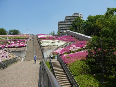 北山田国際プールつづじの花
