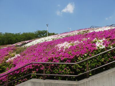 北山田国際プールつづじの花
