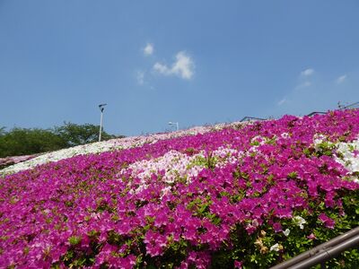 北山田国際プールつづじの花
