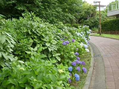 紫陽花ロード（荏田東第一小学校となり緑道）
