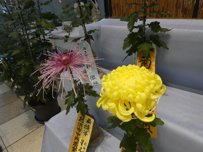 第38回菊花展
