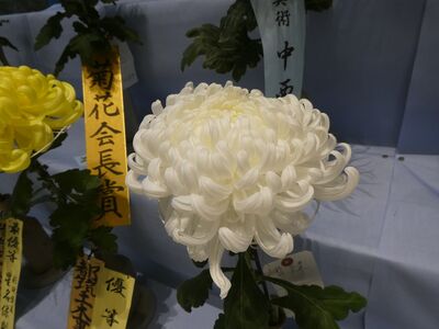 第38回菊花展
