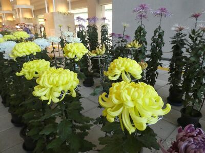 第38回菊花展
