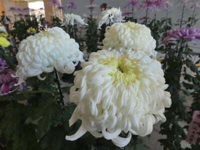 第38回菊花展
