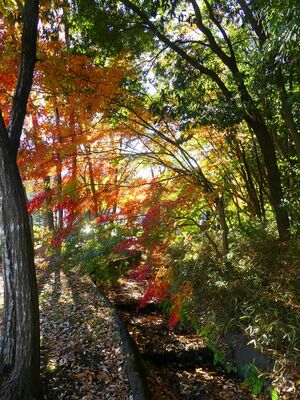 都筑中央公園　杉山神社
