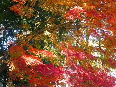 都筑中央公園　杉山神社
