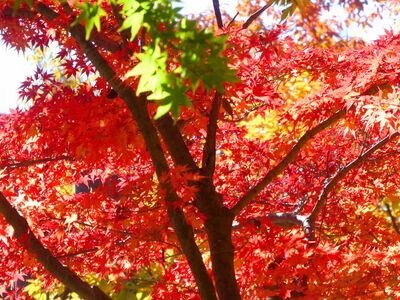 都筑中央公園　杉山神社
