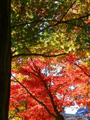 都筑中央公園　杉山神社
