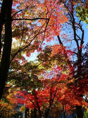 都筑中央公園　杉山神社
