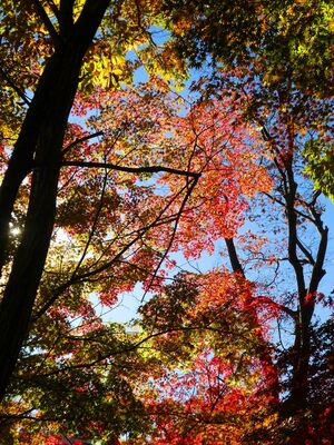 都筑中央公園　杉山神社
