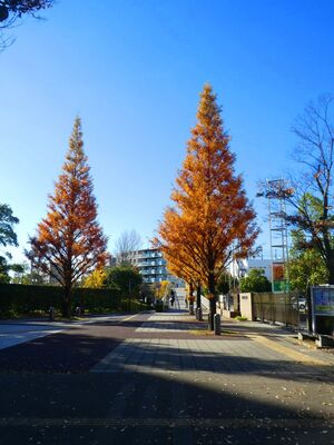 続き警察署前　メタセコイア並木
