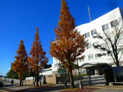 続き警察署前　メタセコイア並木
