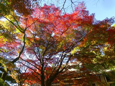 心行寺
