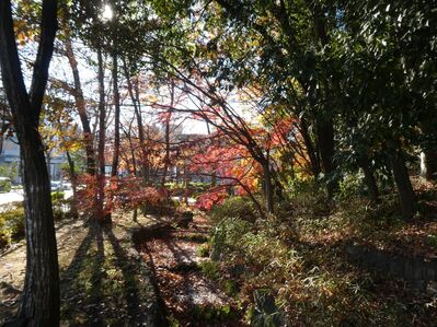 都筑中央公園杉山神社
