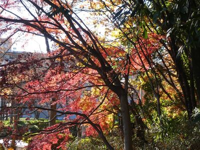 都筑中央公園杉山神社
