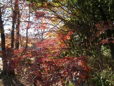 都筑中央公園杉山神社
