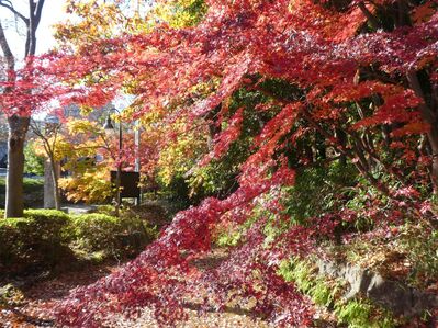 都筑中央公園杉山神社

