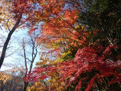 都筑中央公園杉山神社
