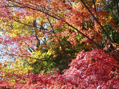 都筑中央公園杉山神社
