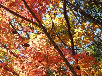 都筑中央公園杉山神社
