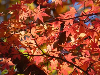 都筑中央公園杉山神社
