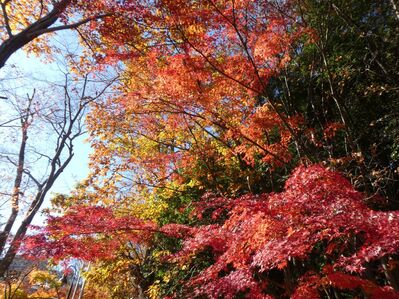都筑中央公園杉山神社

