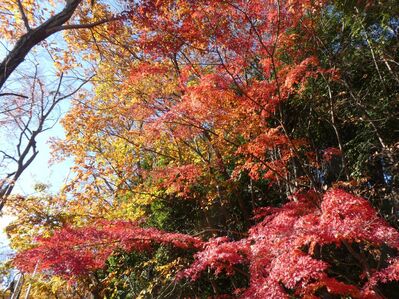 都筑中央公園杉山神社

