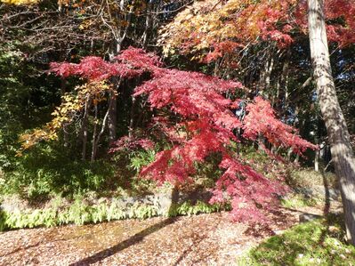 都筑中央公園杉山神社
