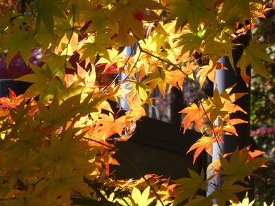 都筑中央公園杉山神社
