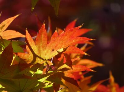 都筑中央公園杉山神社
