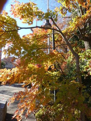 都筑中央公園杉山神社
