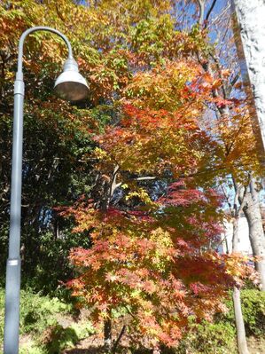 都筑中央公園杉山神社
