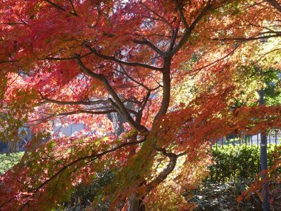 都筑中央公園杉山神社
