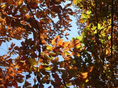 都筑中央公園杉山神社
